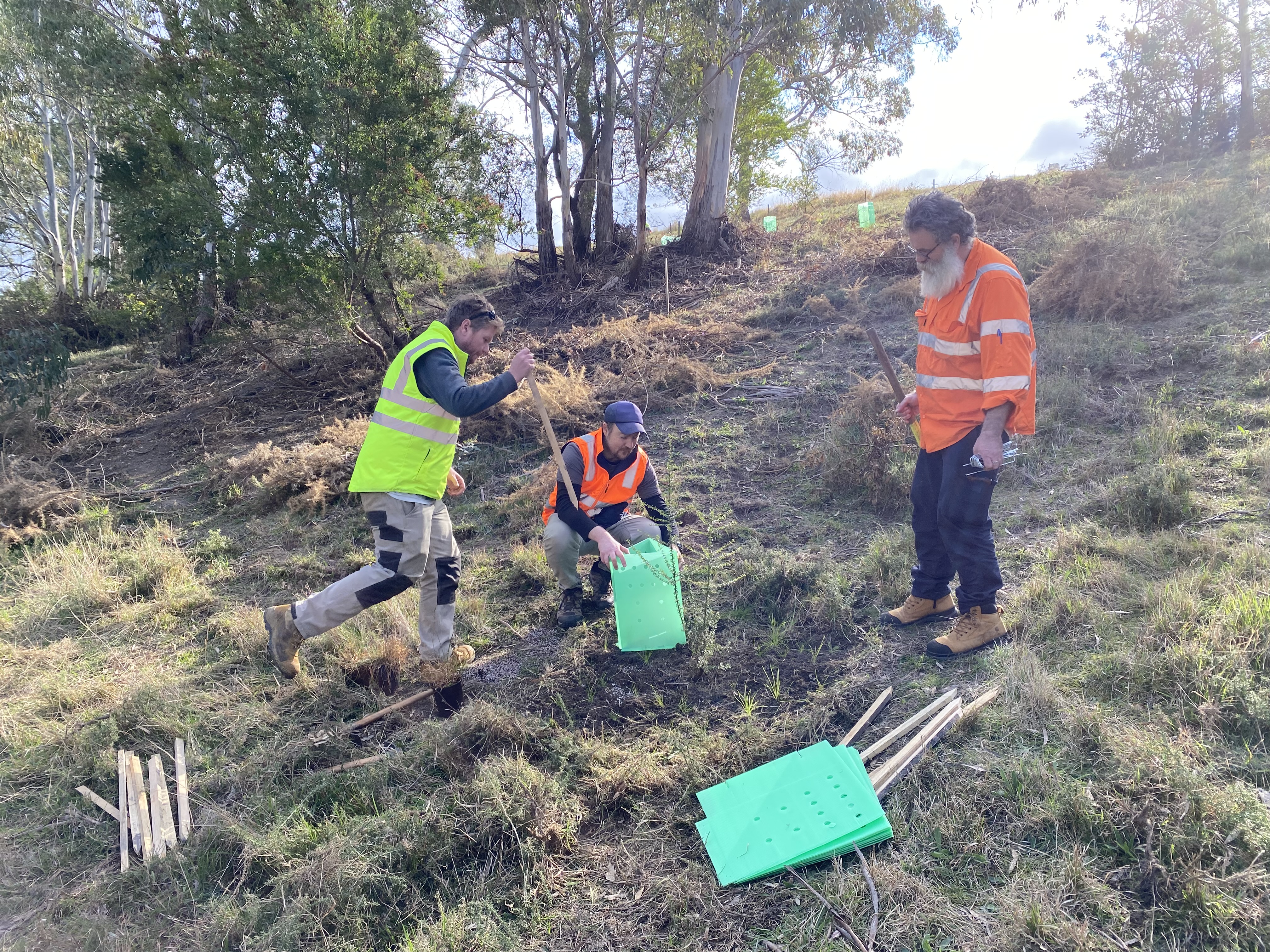 3 people planting plants in the grass with trees in the background