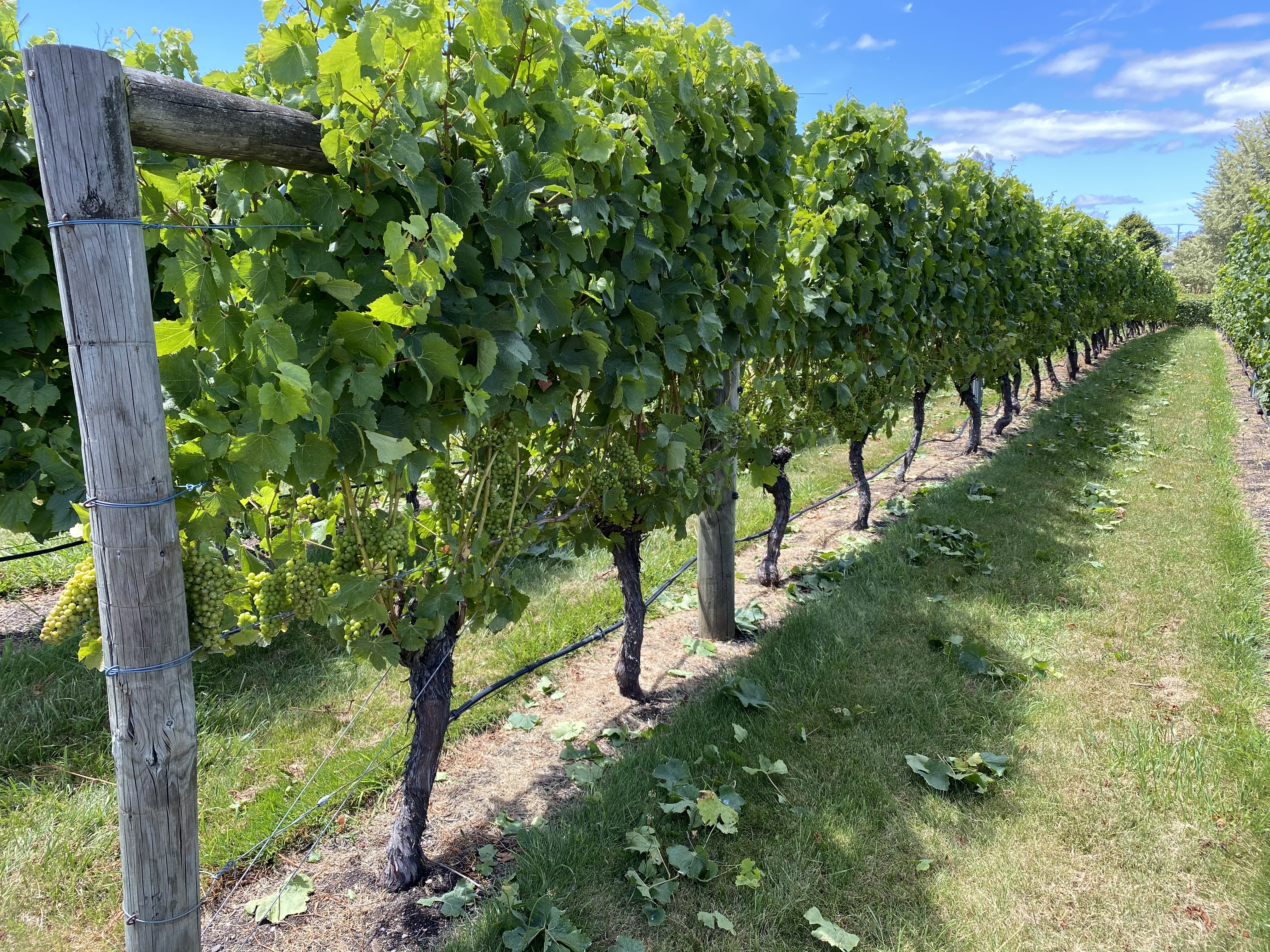 grape vine at winery