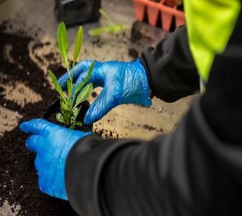 Gloved hands potting a plant